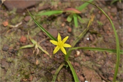Hypoxis aurea